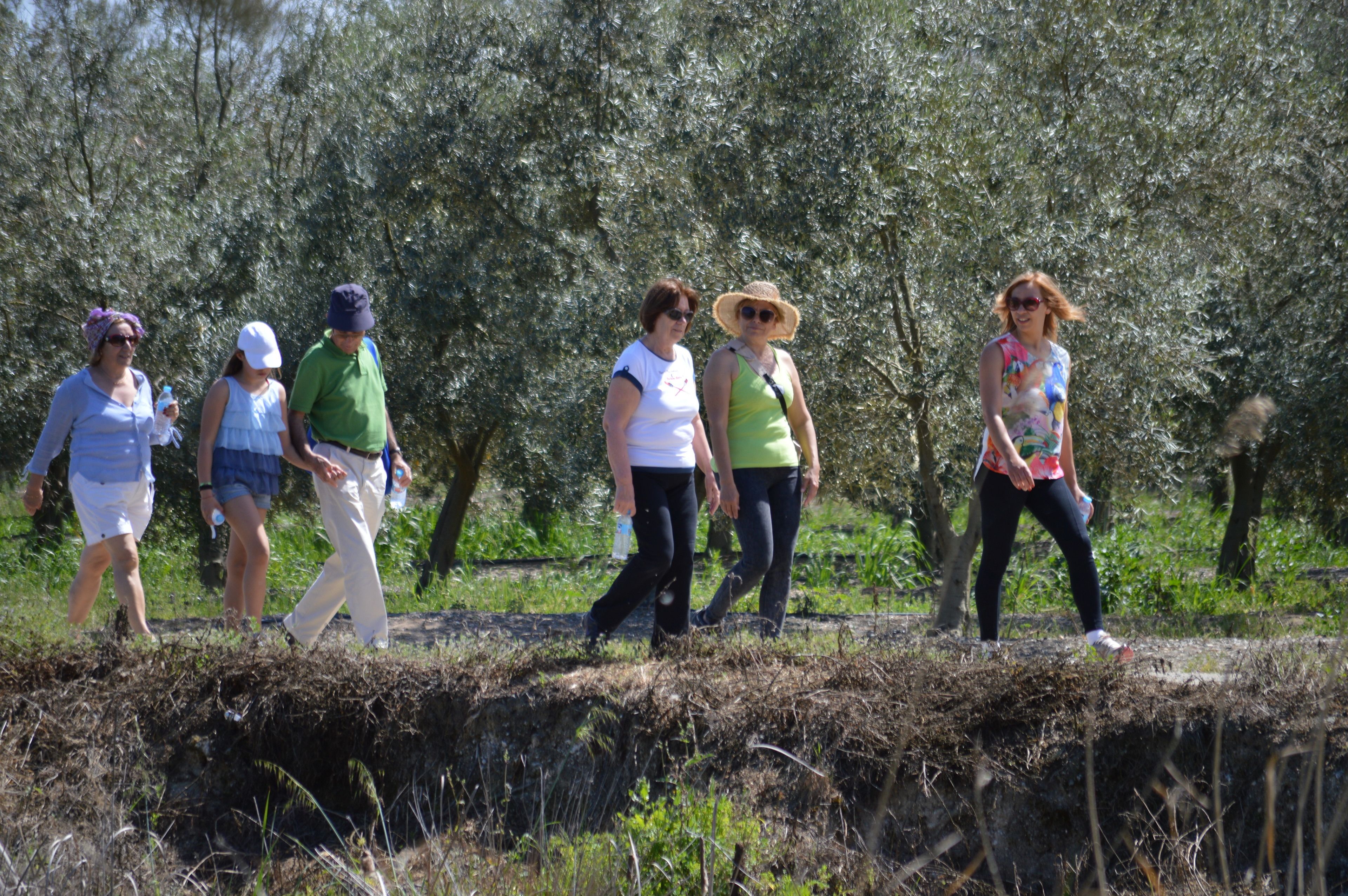 Um grupo de pessoas caminhando por uma trilha de terra, cercado por oliveiras.