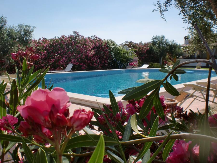 A swimming pool surrounded by lush greenery and pink flowers.
