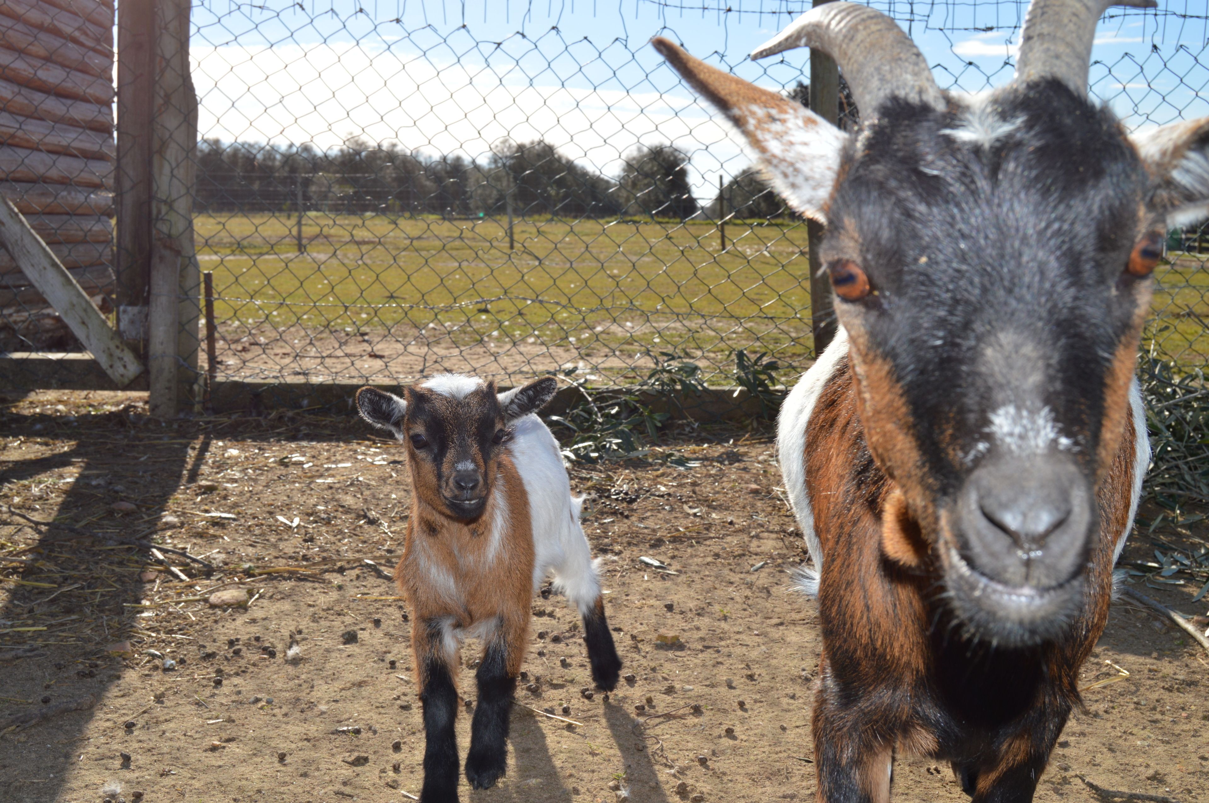 Dos cabras en un área cercada con suelo de tierra.