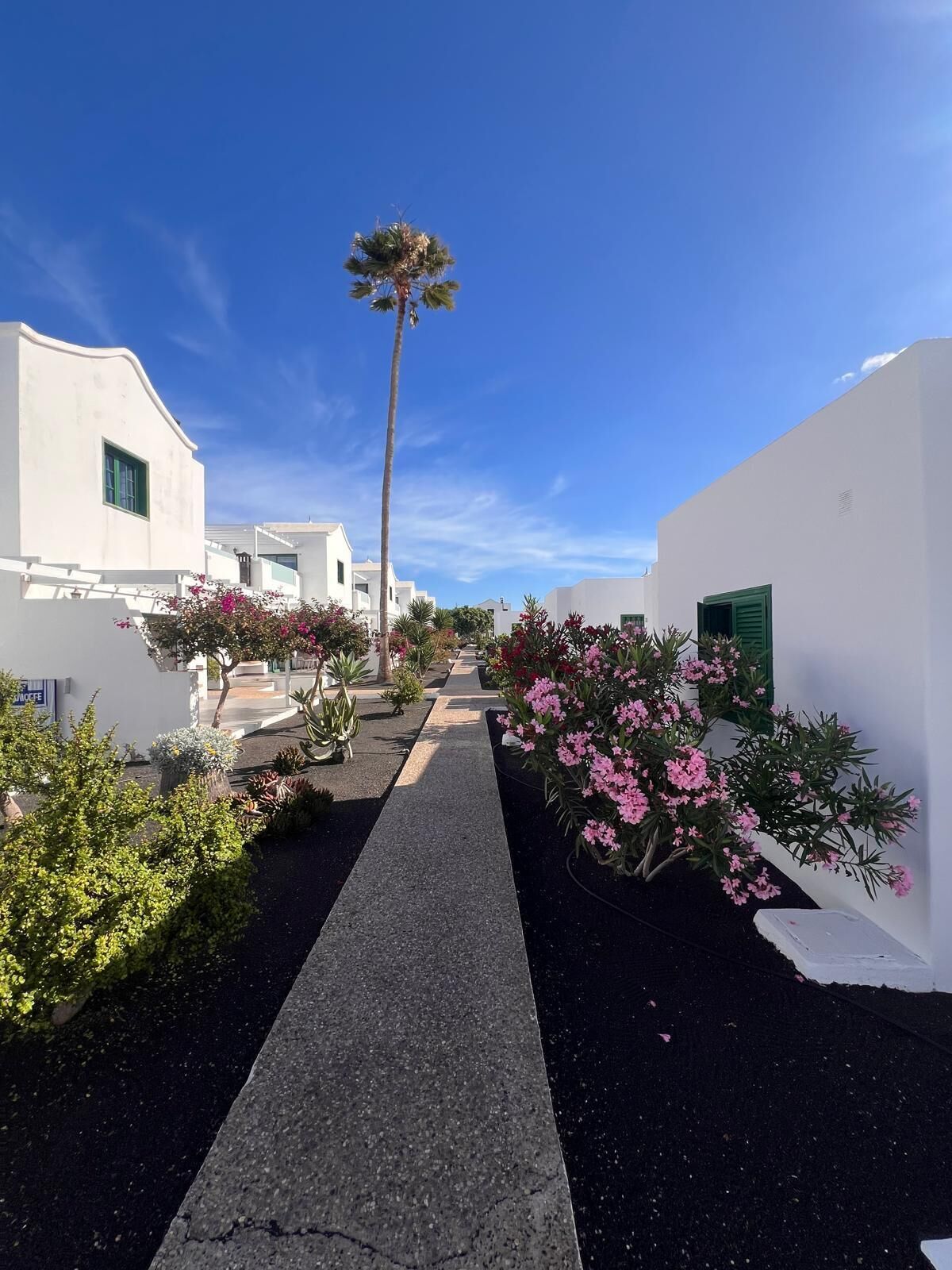 A pathway leading through a white-walled building complex with a central palm tree and flowering plants.