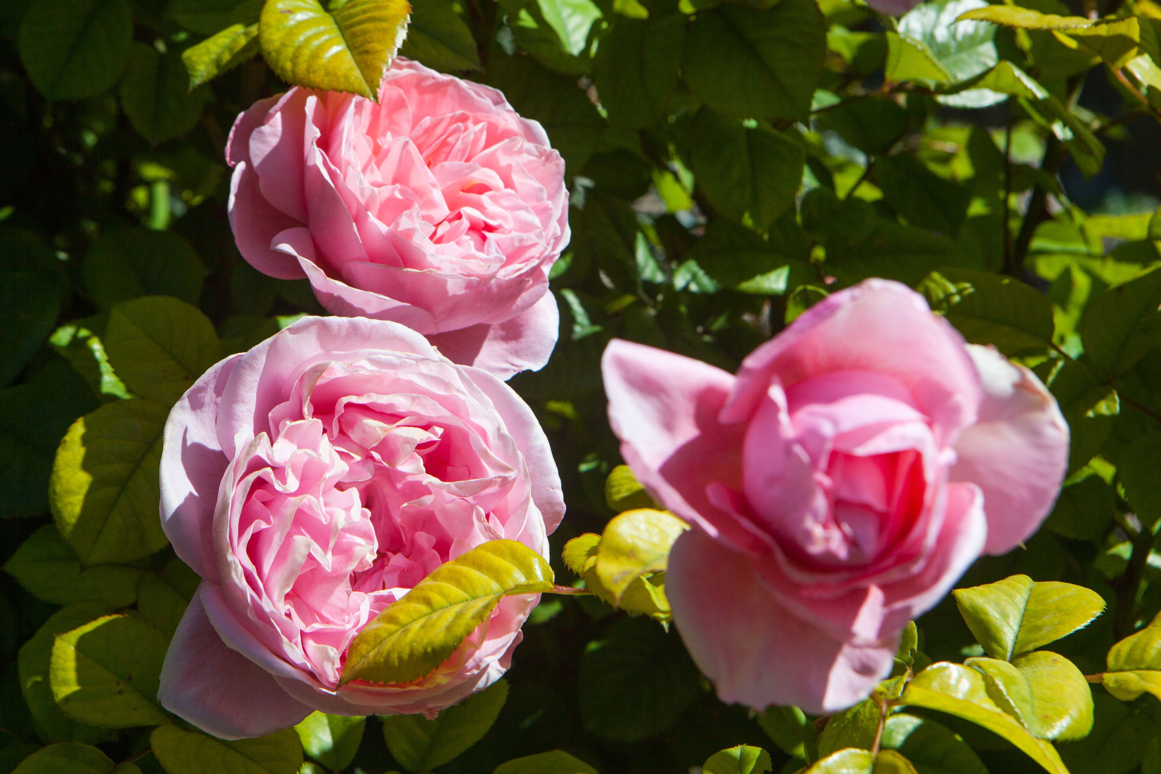 Three pink roses with green leaves.
