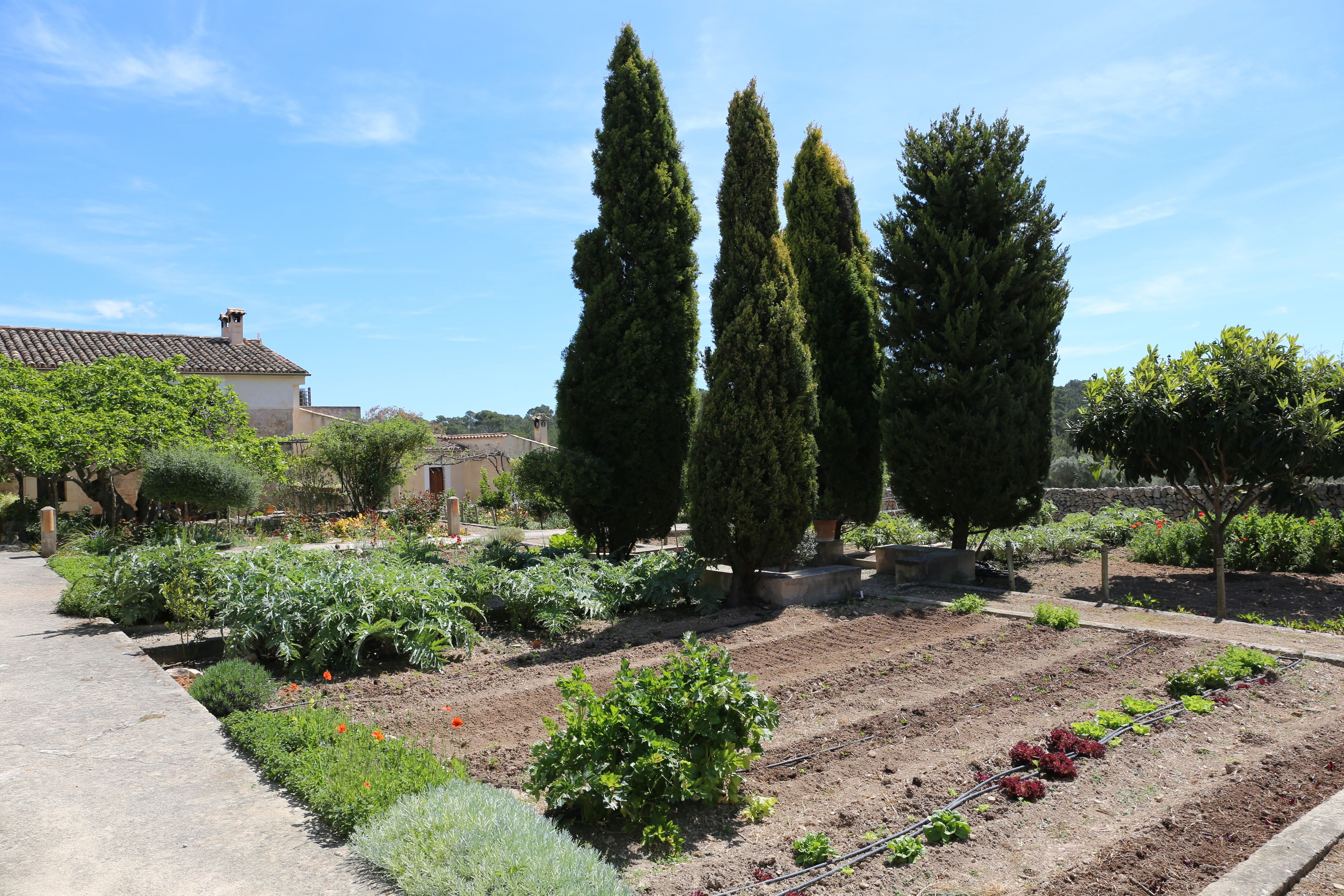 A garden with various plants and trees, a paved walkway, and a building in the background.