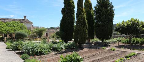 A garden with various plants and trees, a paved walkway, and a building in the background.