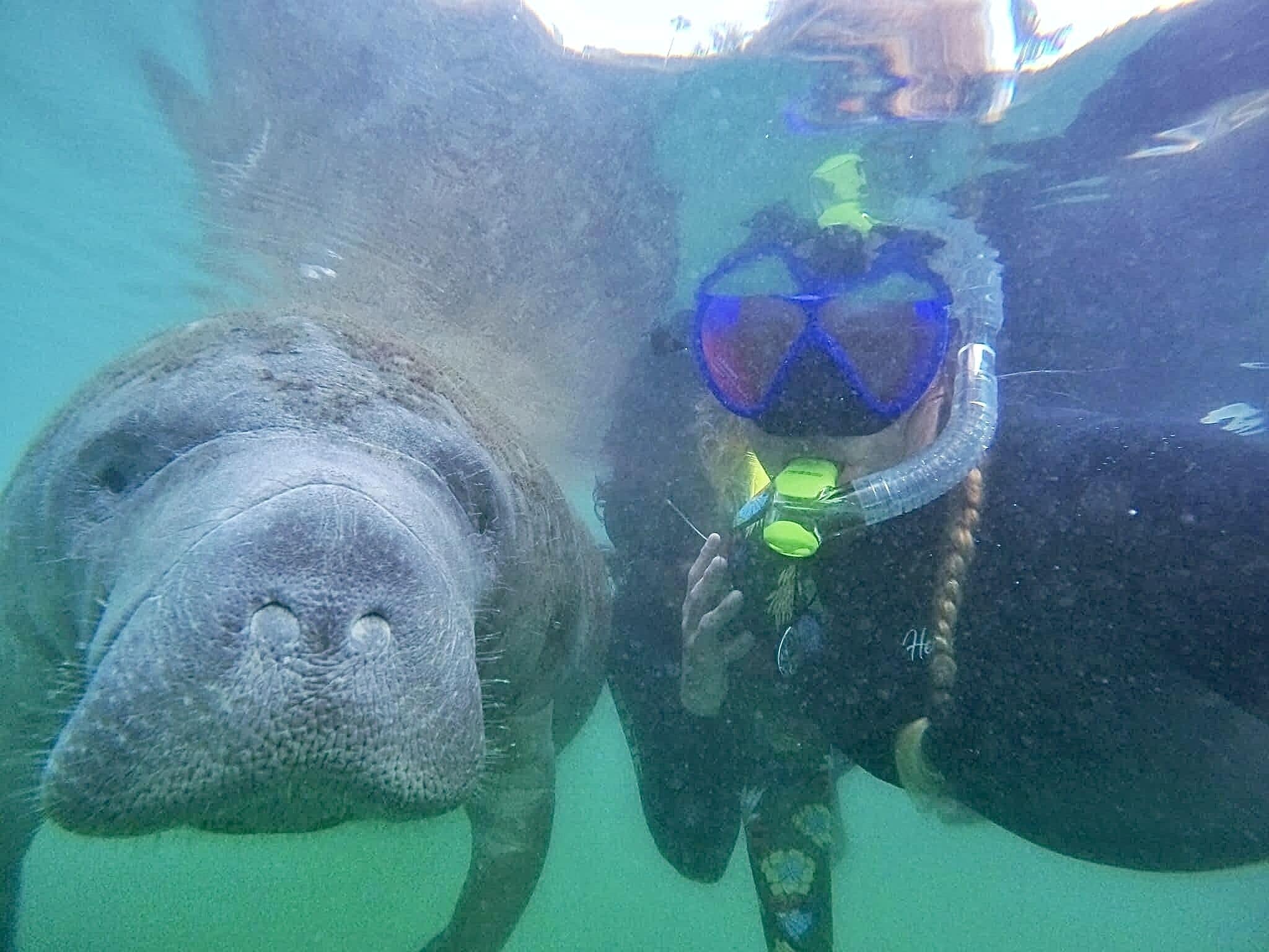 Snorkkelia ja sukellusmaskia käyttävä sukeltaja ui yhdessä merilehmän kanssa.