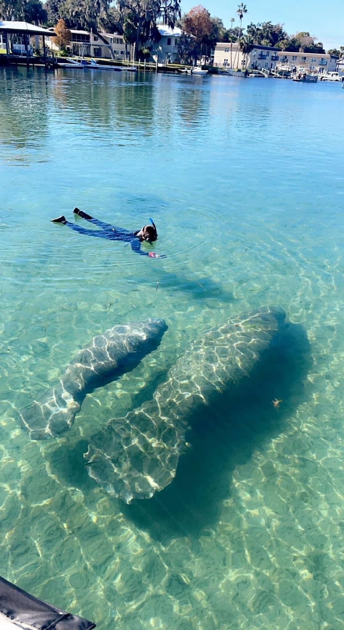 Una persona practica snorkel en aguas cristalinas con un pez grande cerca.