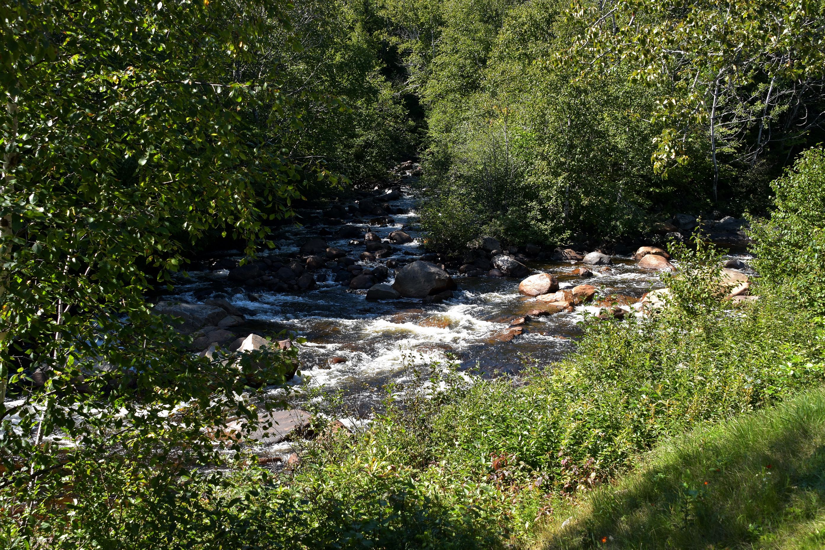 A river flowing through a forested area with rocks and dense greenery.