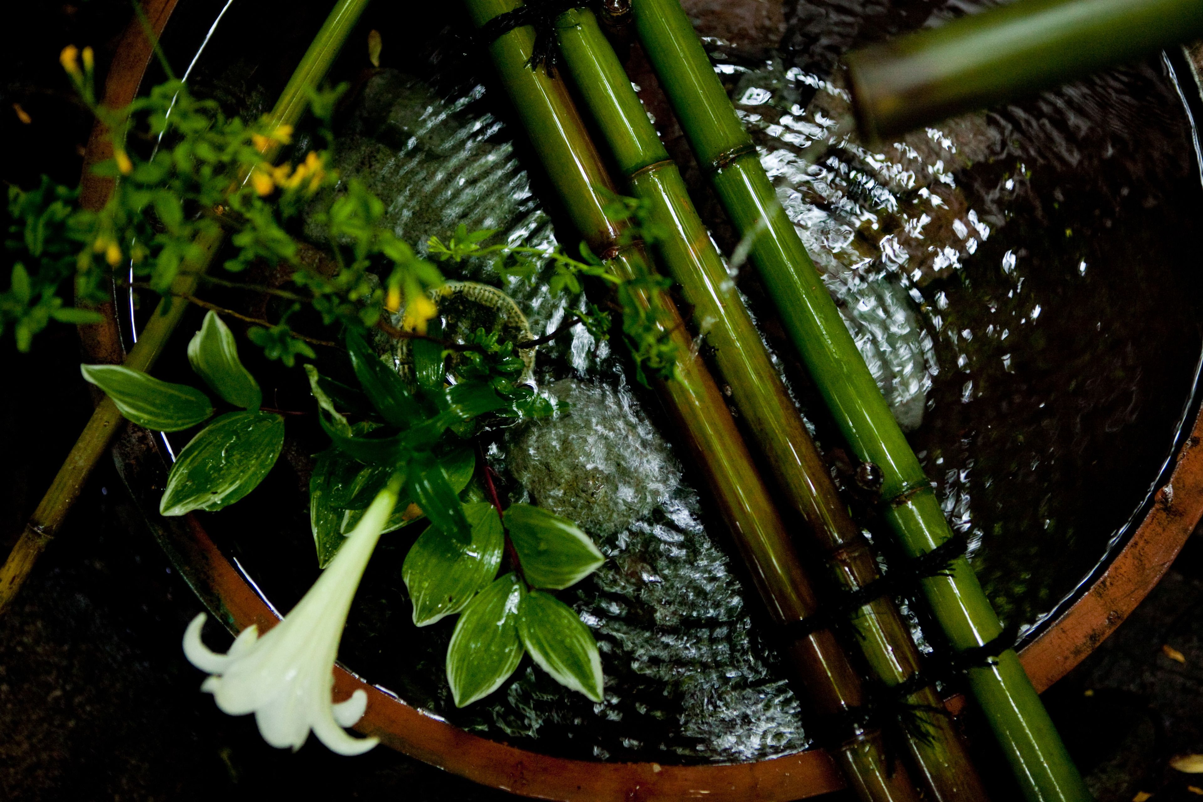 Un bol con tallos de bambú verde y flores blancas.