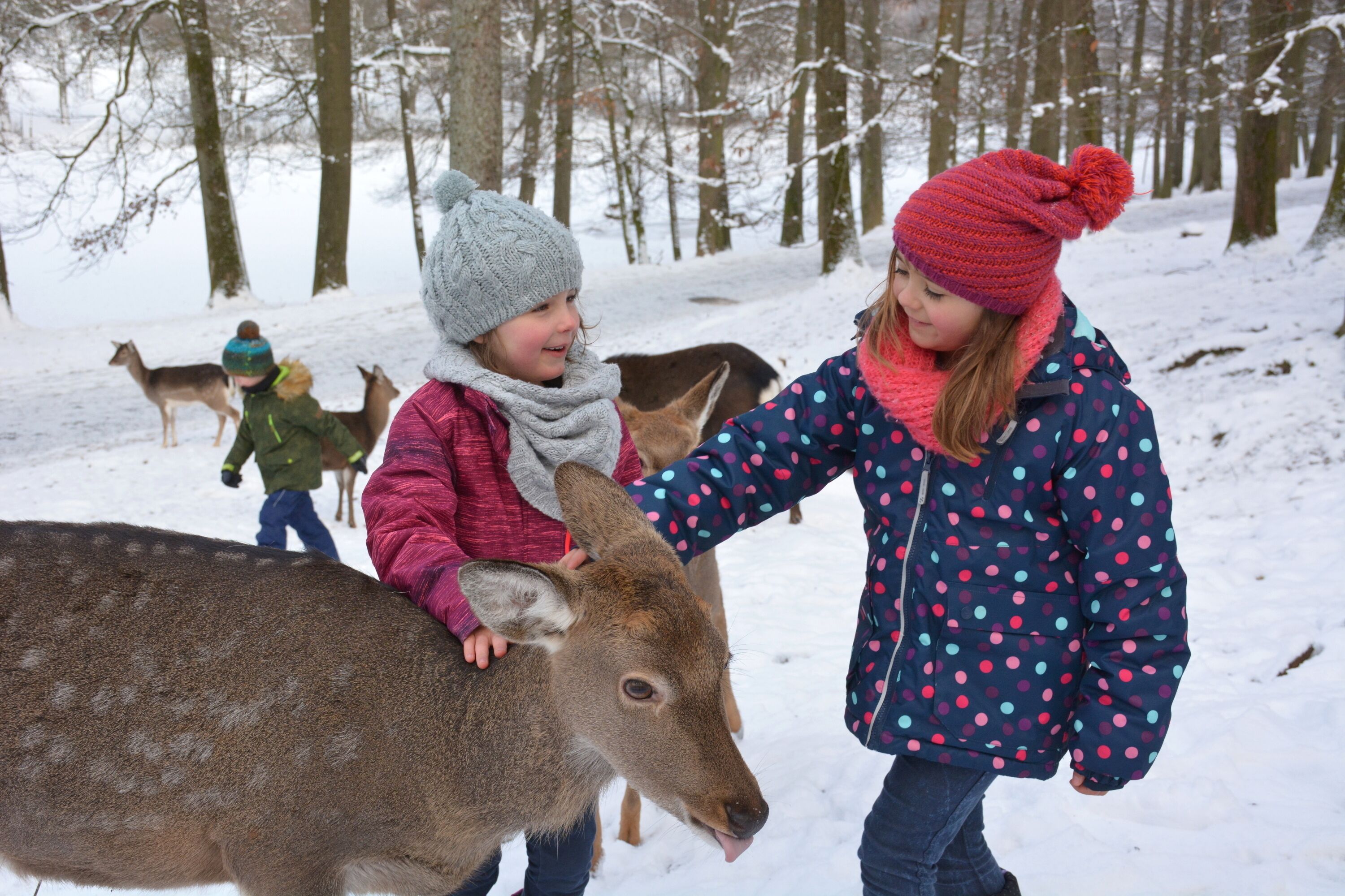 A snowy forest scene with people interacting with deer.