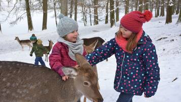 A snowy forest scene with people interacting with deer.