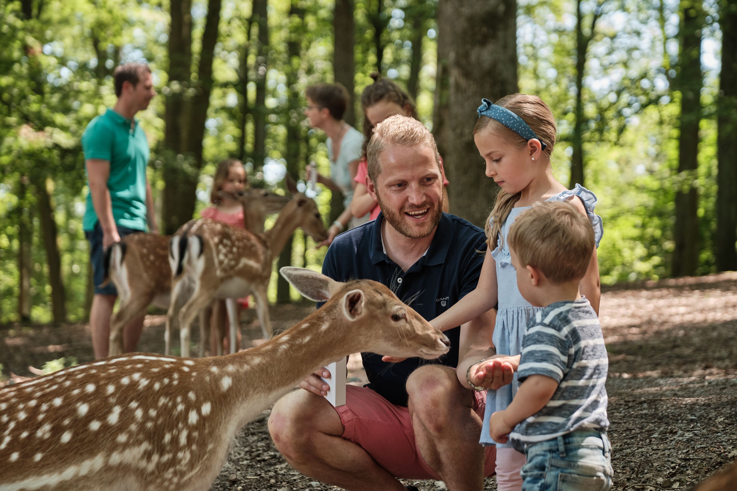 A forested area with people and deer.
