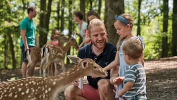 A forested area with people and deer.