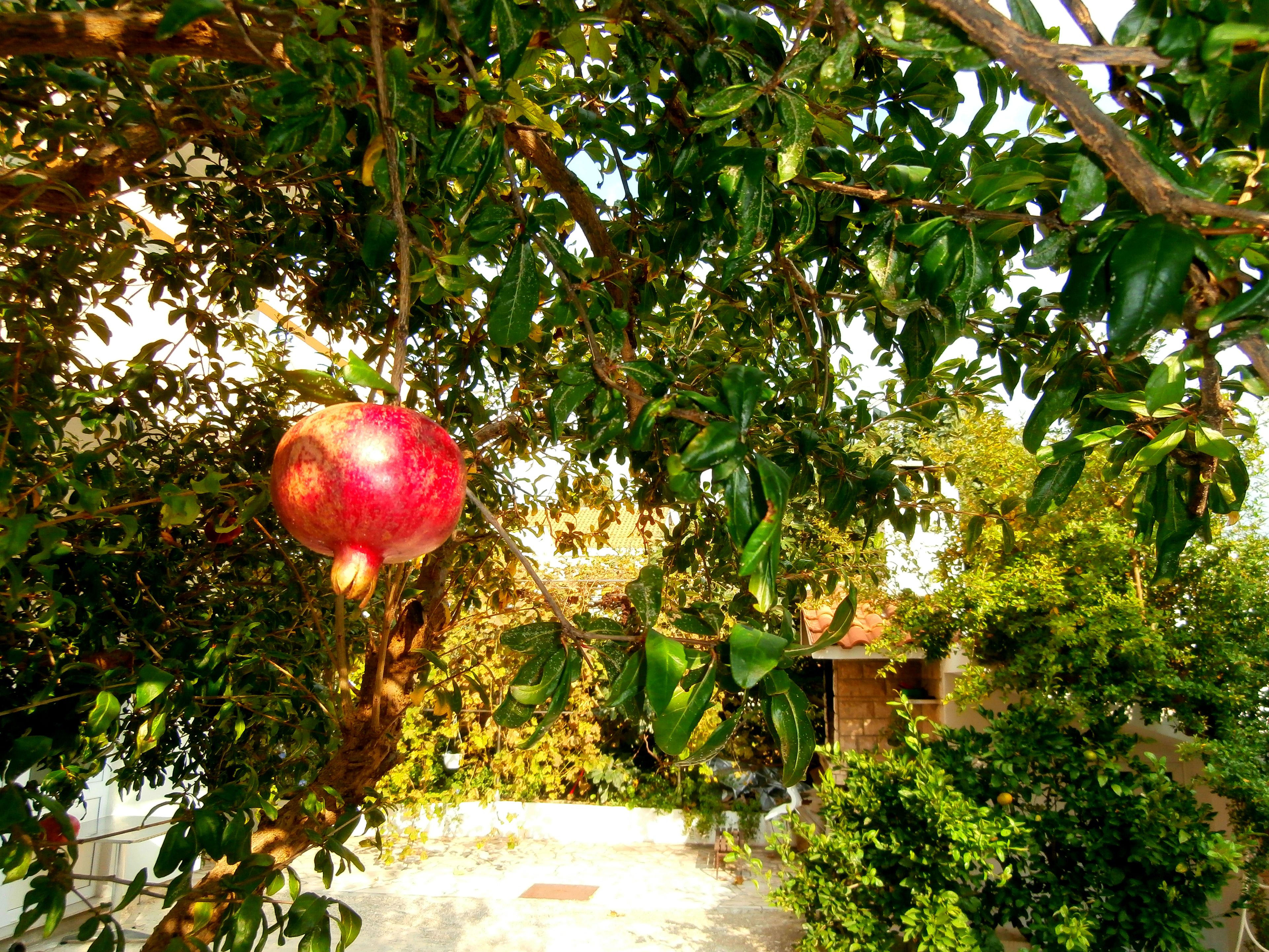 Eine Granatapfel hängt an einem Baum in einem Garten, im Hintergrund ist ein Haus zu sehen.