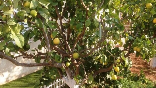 Ein Baum mit grünen Blättern und gelben Früchten, möglicherweise Zitronen, in einem Garten mit weißem Zaun.