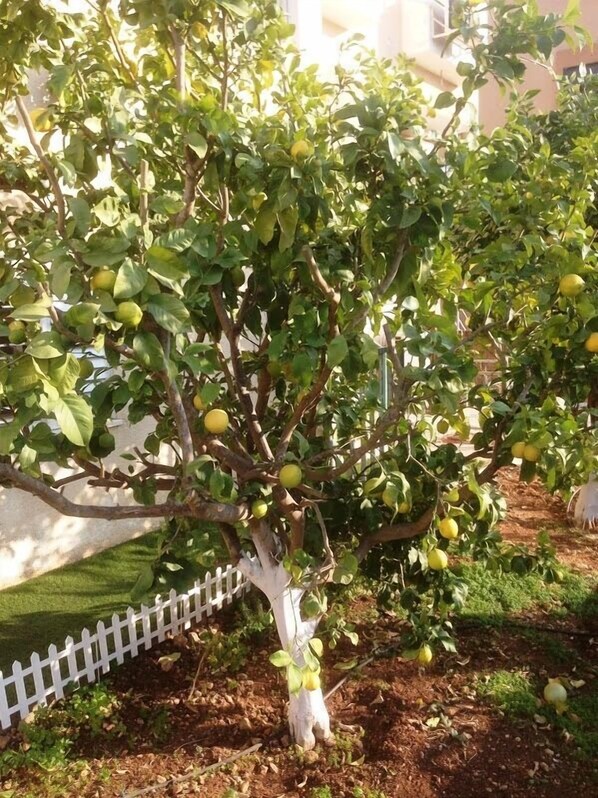 Garden - Yaakov's Apartment (Migdal HaEmek)