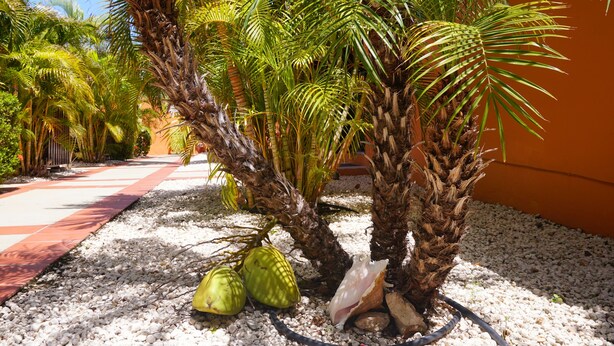 Un sendero bordeado de palmeras y una zona de grava blanca.