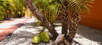 Cariñas Studio Apartments