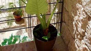 Una planta en maceta con hojas grandes en un balcón, con un muro de piedra de fondo.