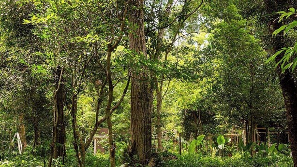 A wooden pathway winding through a lush garden with dense foliage and trees. - Village Cataratas (Puerto Iguazú)