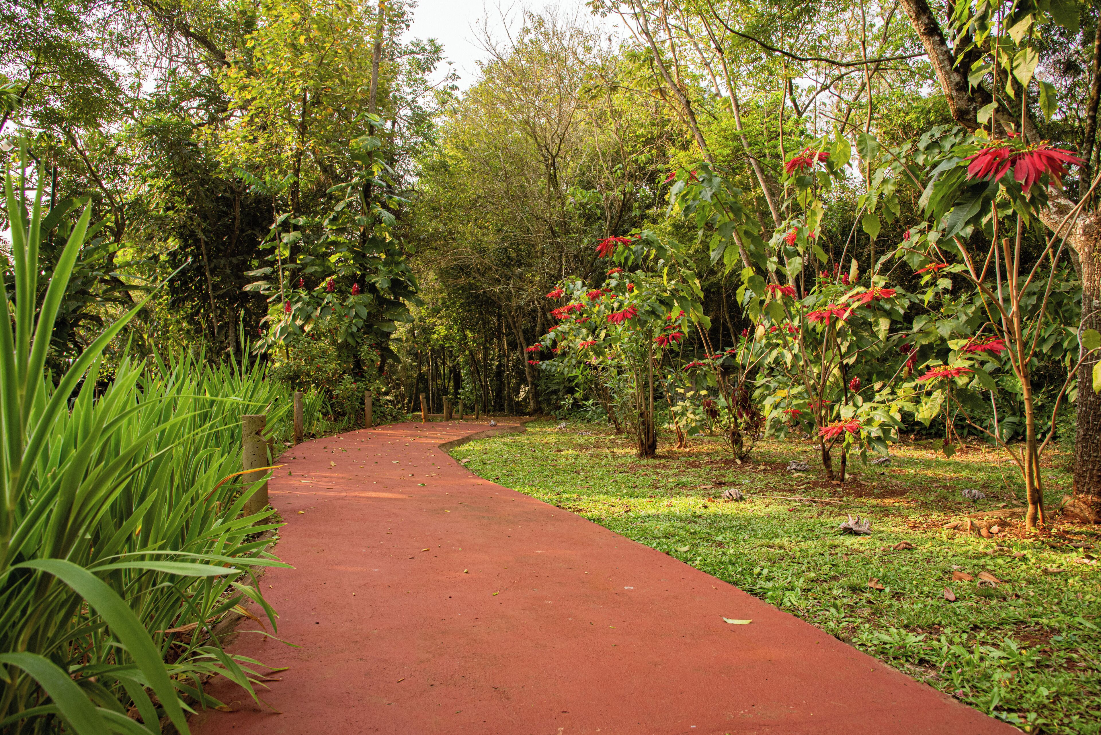 A paved pathway in a lush garden with dense foliage and red flowers.