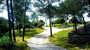 Un sendero de grava rodeado de árboles y césped.