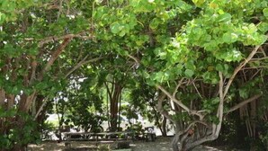 Unclassified image, 3 of 20, button - Ed & Ellens Lodging Key largo (Key Largo)