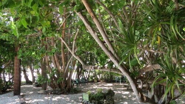 Unclassified image, 1 of 20, button - Ed & Ellens Lodging Key largo (Key Largo)