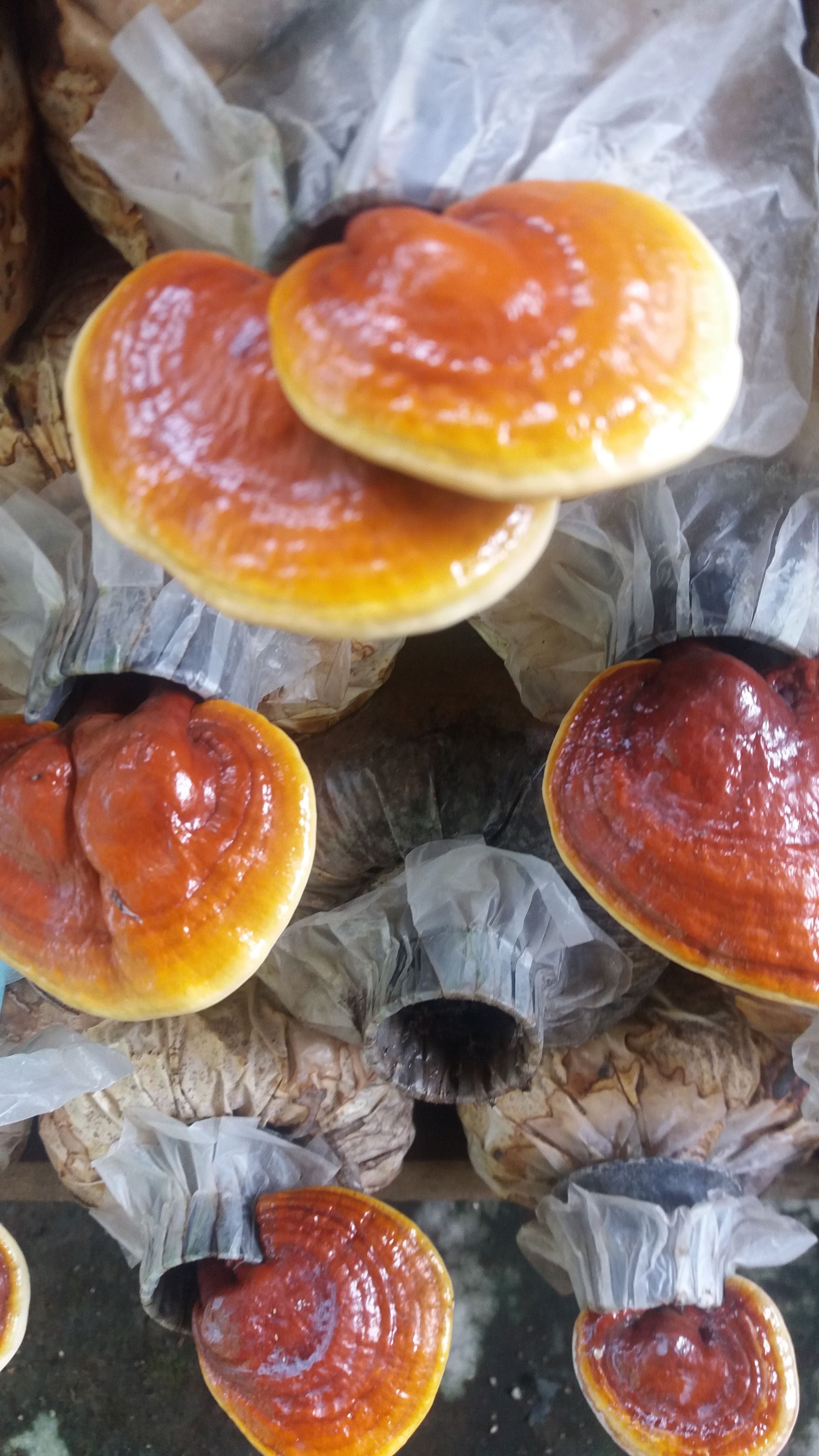 A close-up of several round, orange-colored objects with a glossy surface, possibly food items, arranged on a surface with crumpled white paper underneath.