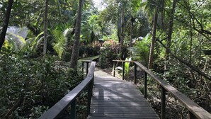 A wooden boardwalk through a dense, tropical forest with various plants and trees. - Chosa Manglar Nature Retreat (Puerto Jiménez)
