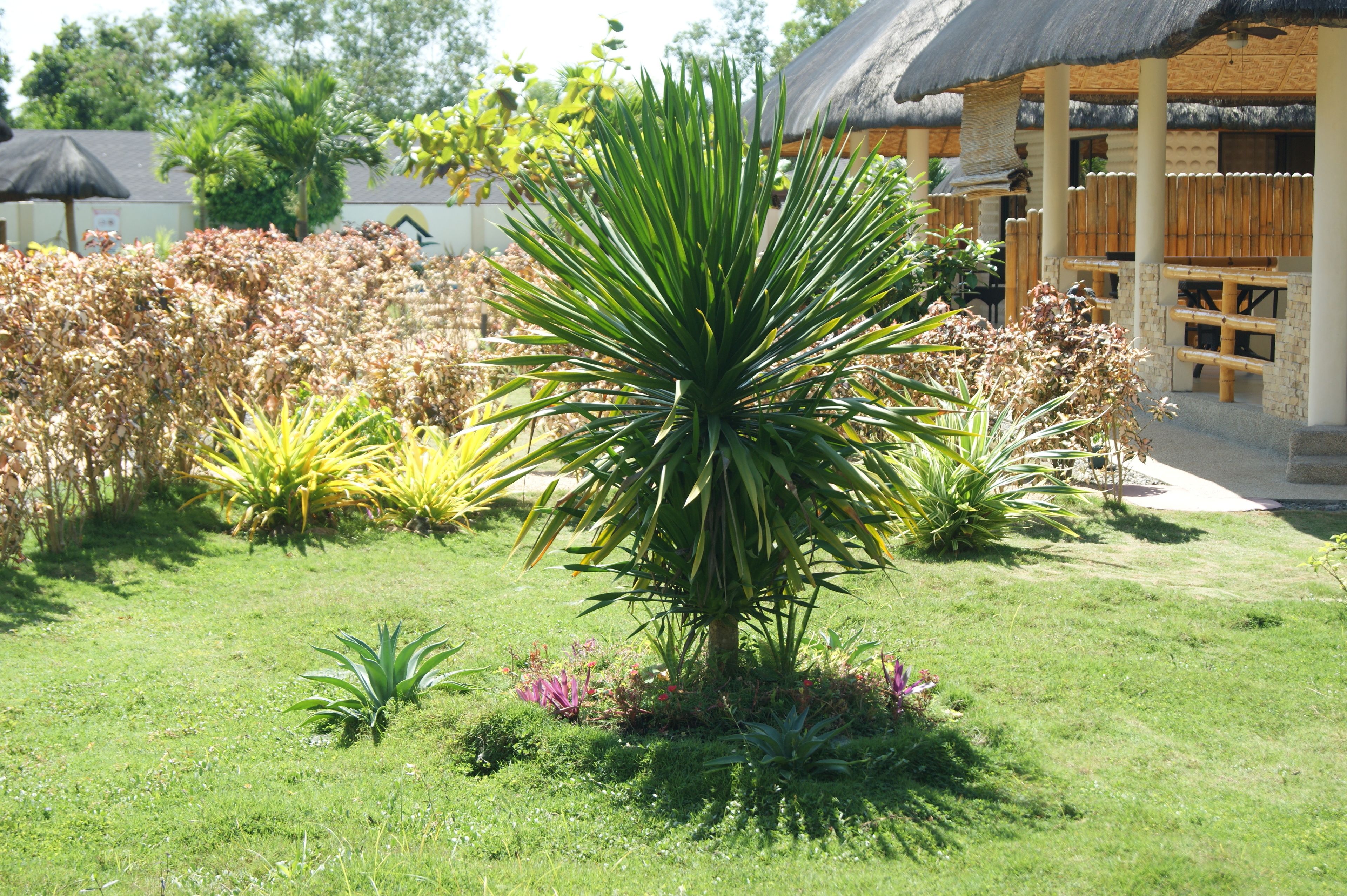 Foto - Panglao Homes Resort & Villas