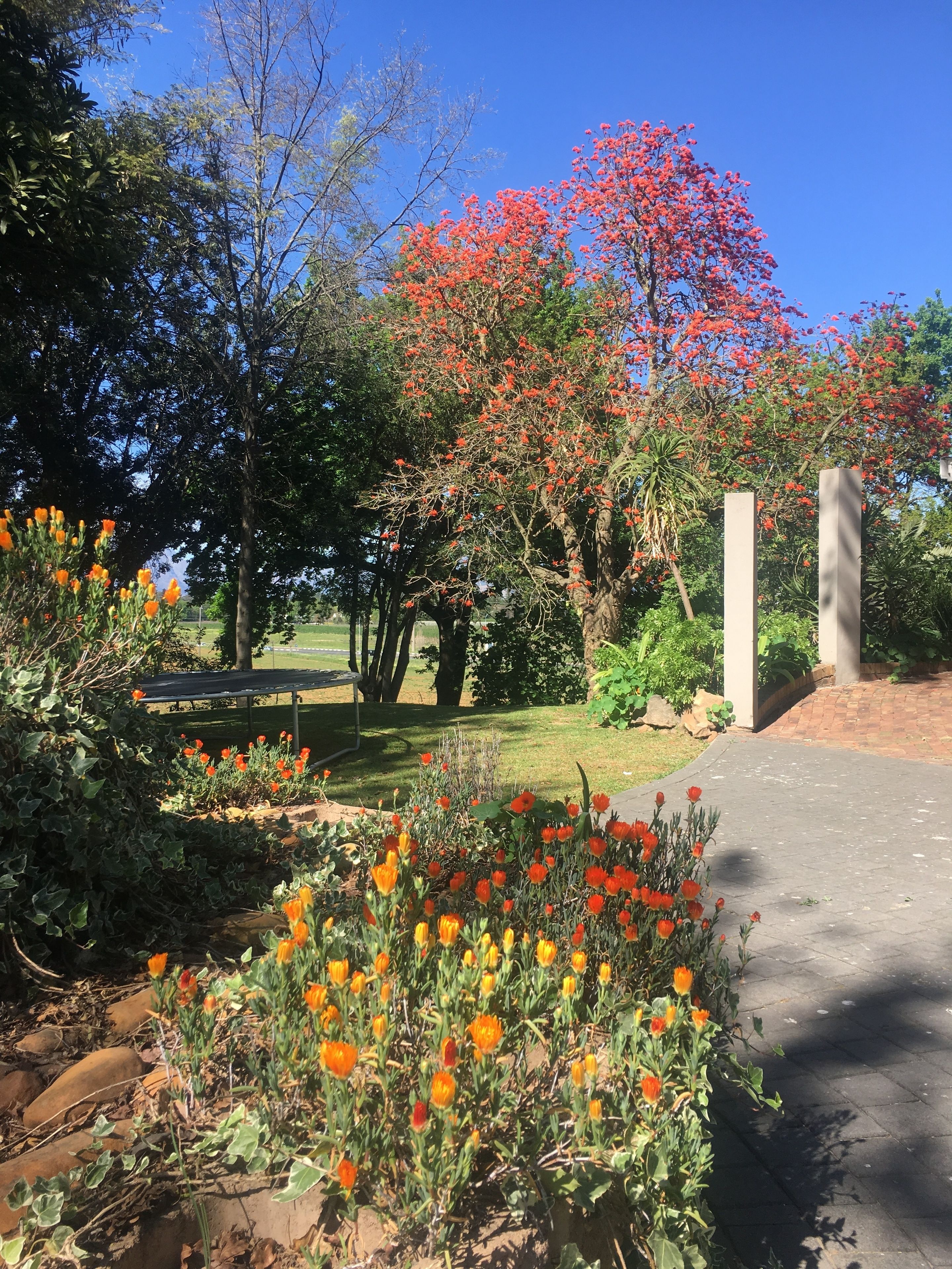 Taman