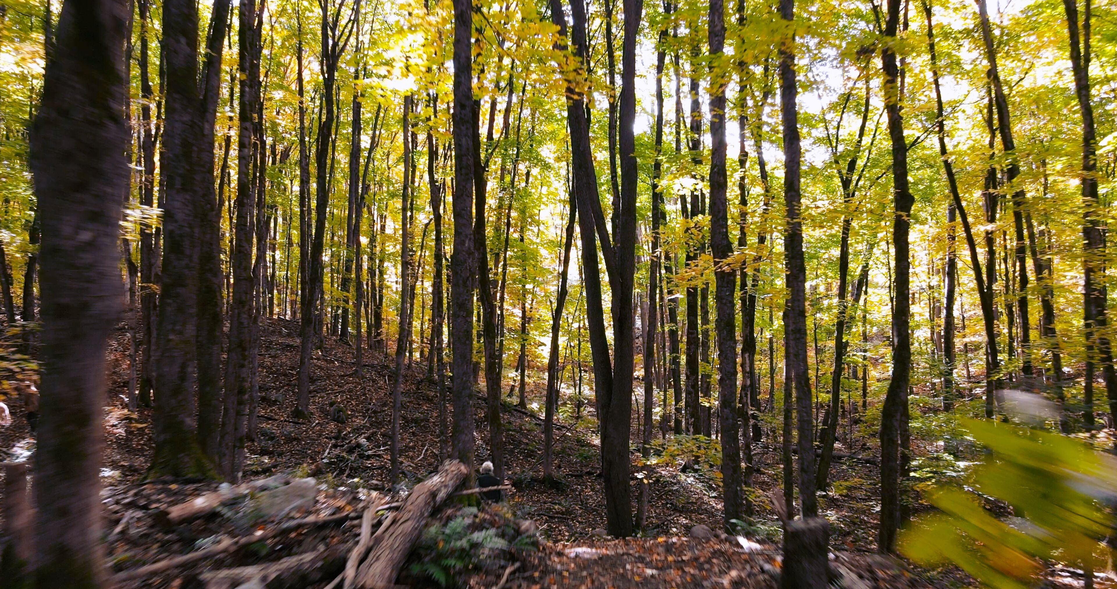 A forest with tall trees and a ground covered in leaves and branches.