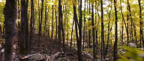 A forest with tall trees and a ground covered in leaves and branches.