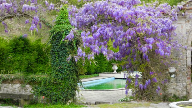 Un jardín con flores moradas, un muro de piedra y una piscina.