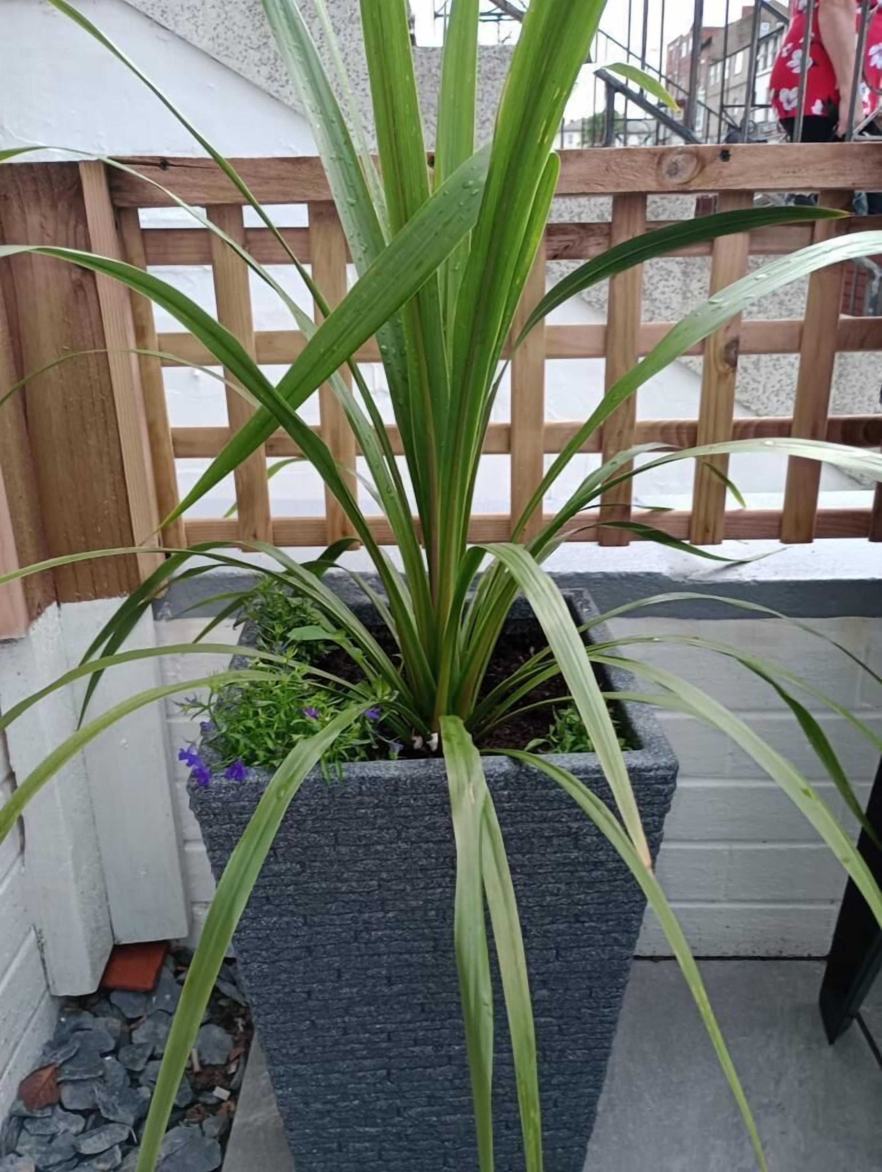 Photo - The Georgian Hollies Hotel