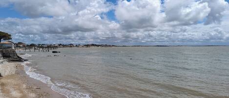 Lettini da mare