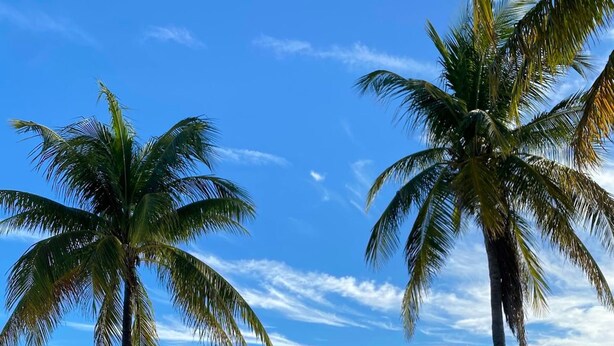 A wooden pathway leading to a beach with palm trees and a clear blue sky. - Island Time Gorgeous Condo Steps To The Beach (Key West)