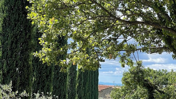 A rural pathway flanked by tall cypress trees and various shrubs, leading towards a distant building with a red-tiled roof.