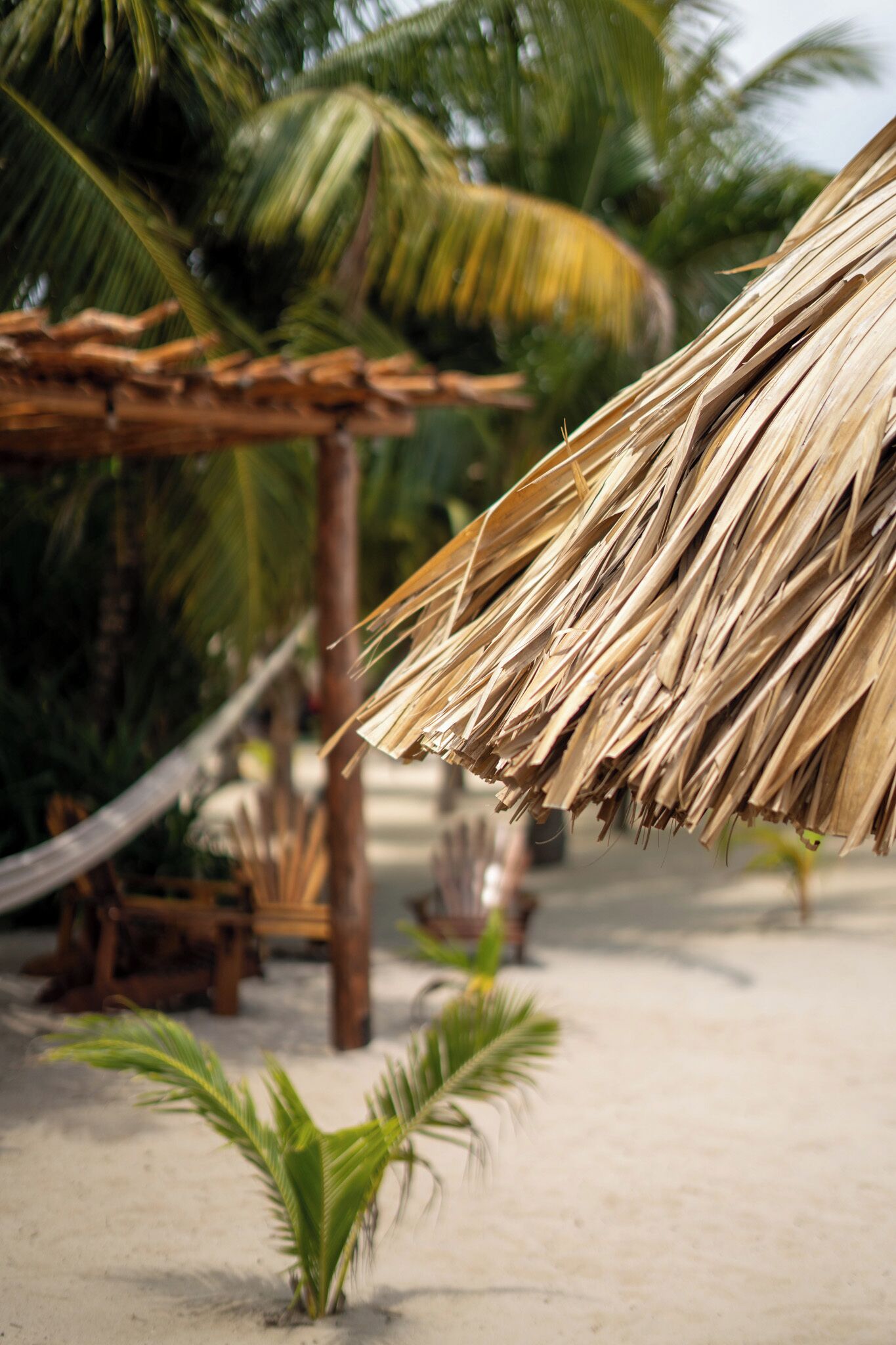 Accommodatie ligt op het strand, wit zand, ligstoelen, parasols