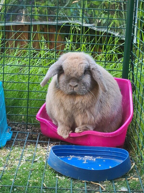Pet-friendly - Watership Down Inn (Whitchurch)