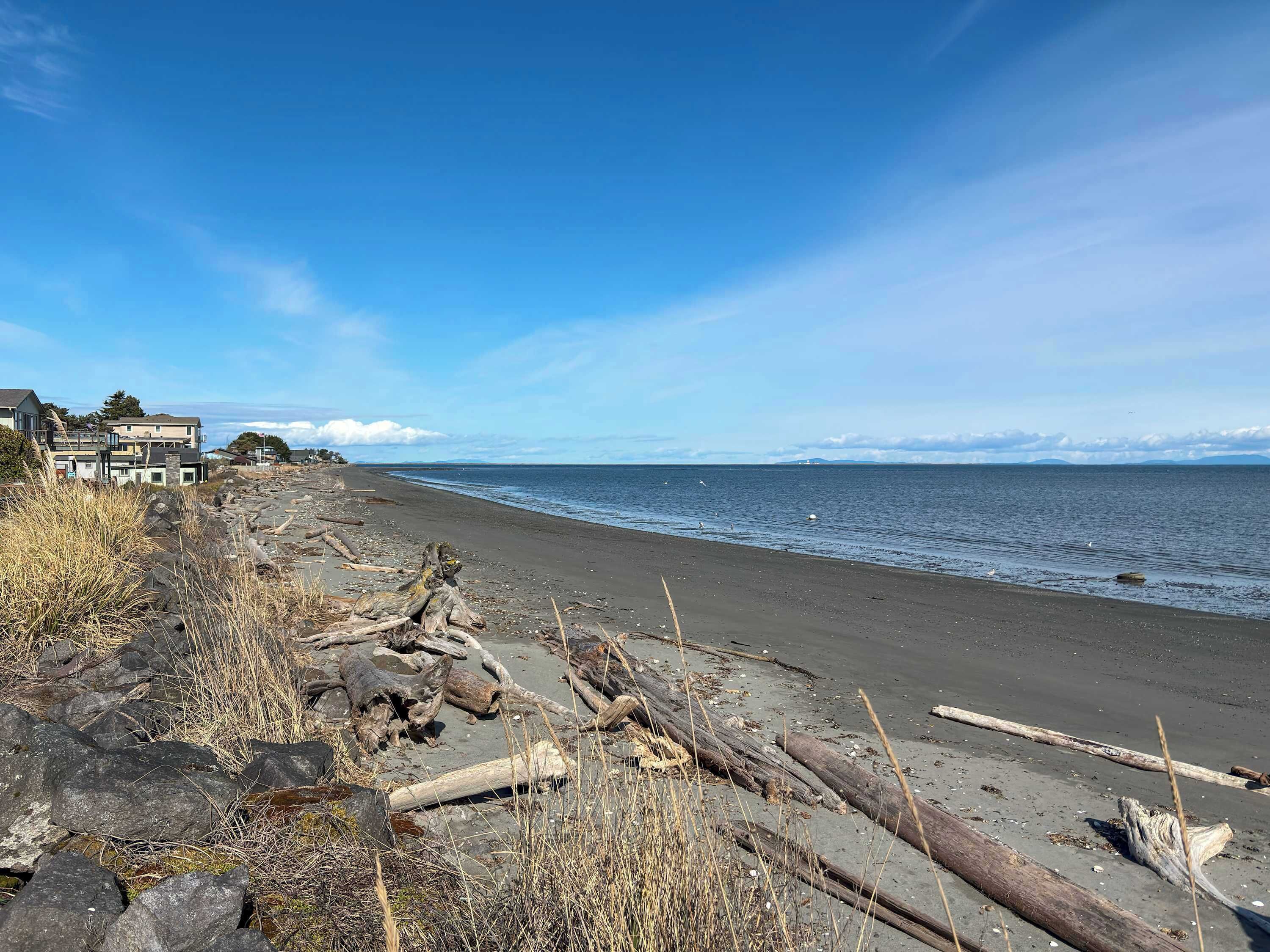 A beach with driftwood and rocks, a clear sky, and houses in the background.