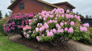 A two-story wooden house with a chimney, surrounded by blooming pink rhododendrons.