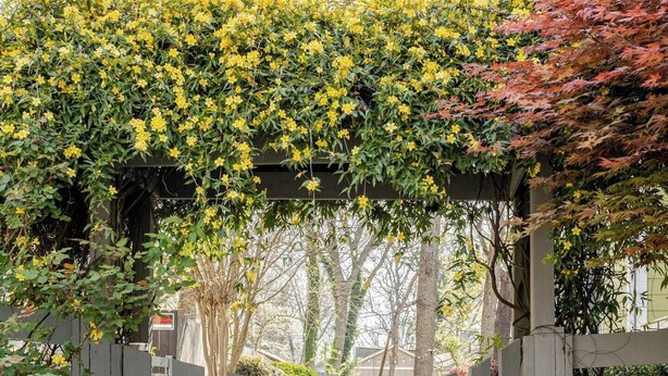 A wooden gate leading to a yard with a pergola covered in yellow flowers. - Spacious 3-bedroom house on the Beltline in Atlanta (Atlanta)