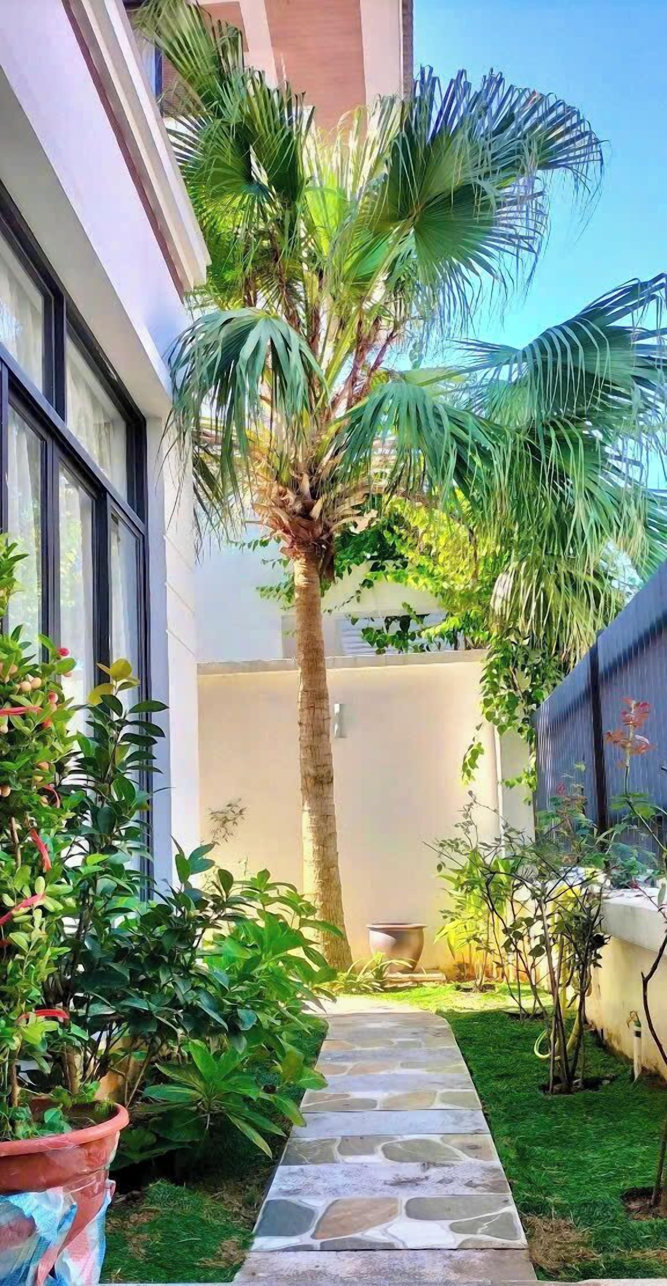 A narrow stone pathway leading to a building with large windows and a palm tree in the center.