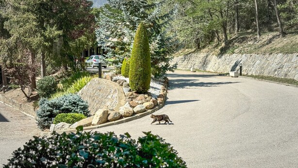 A paved road with a stone wall on one side and a variety of trees and shrubs on the other. - El racó de Montana Park (Enveitg)