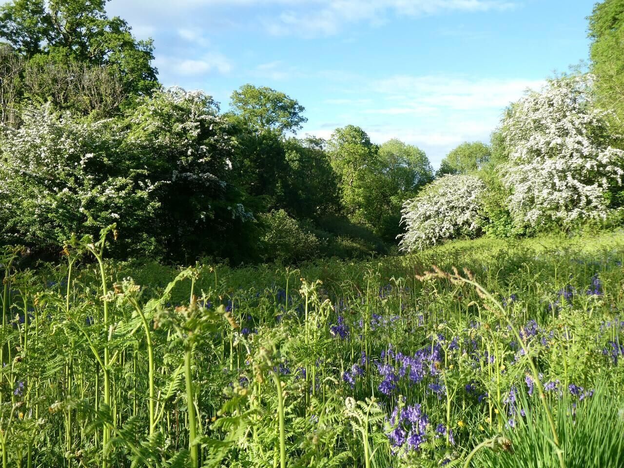 Ein üppiges, grünes Feld mit Wildblumen und Bäumen.