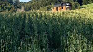 A rural setting with a small wooden cabin surrounded by tall crops and a forested hill in the background. - Tiny Home 'Zuhause Im Freien' with Air Conditioning (Stockach)