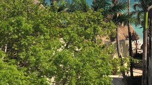A tropical beach view with a thatched-roof structure, palm trees, and a clear blue sky. - 2 BR with infinity adult pool + family pool, ocean view, & best street in Playa! (Playa del Carmen)