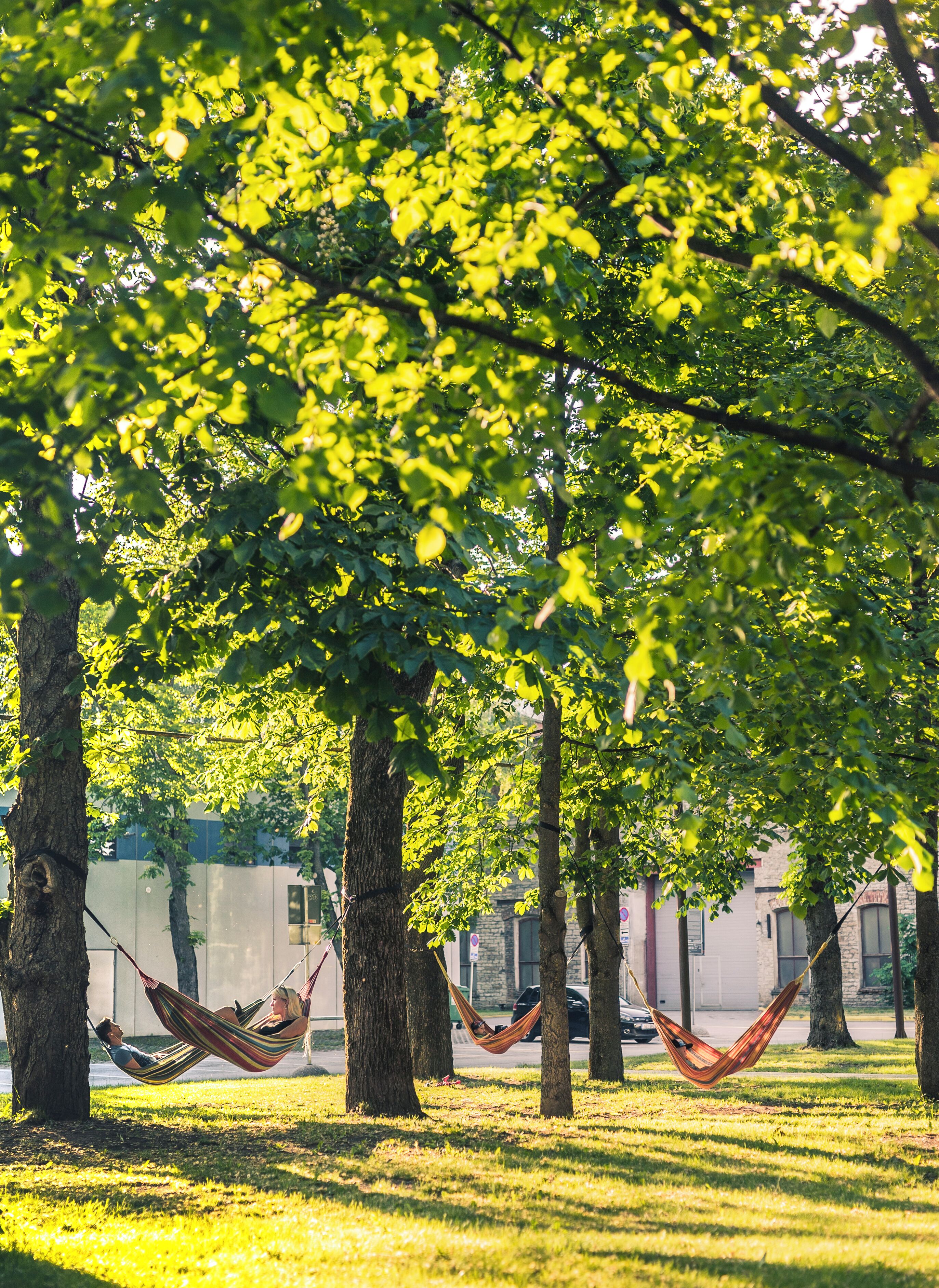 A hammock between trees in a park with a building in the background.