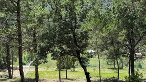 A forested area with trees and a grassy field. - Glamping Moret Tiny House M1 Cabaña Para 2 Personas-pet Friendly (Arteaga)