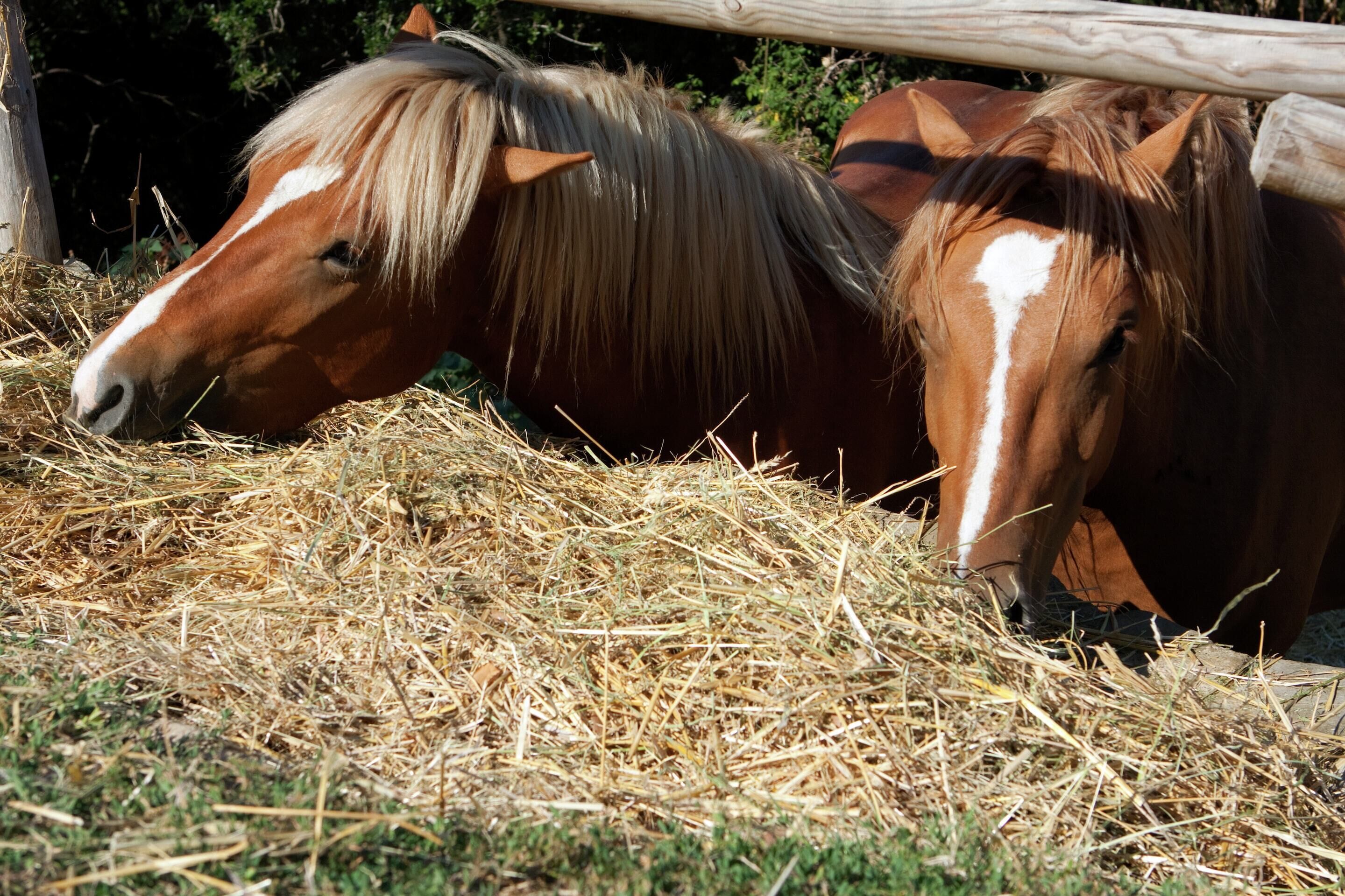 Two horses eating hay.